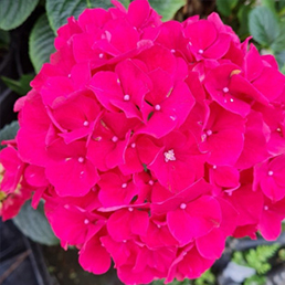 Garcia Horticulture