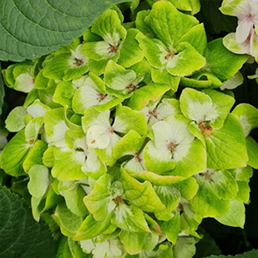 Garcia Horticulture