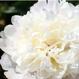 Garcia Horticulture