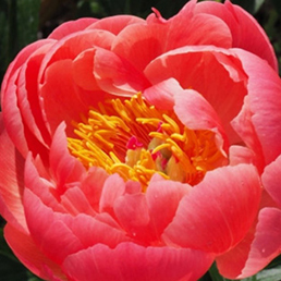 Garcia Horticulture