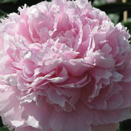 Garcia Horticulture