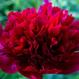 Garcia Horticulture